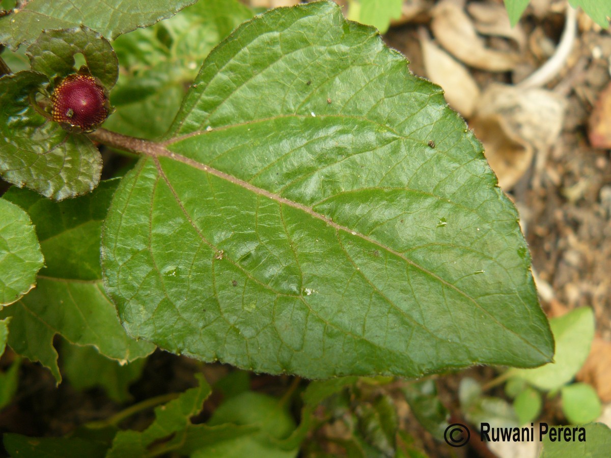 Acmella oleracea (L.) R.K.Jansen